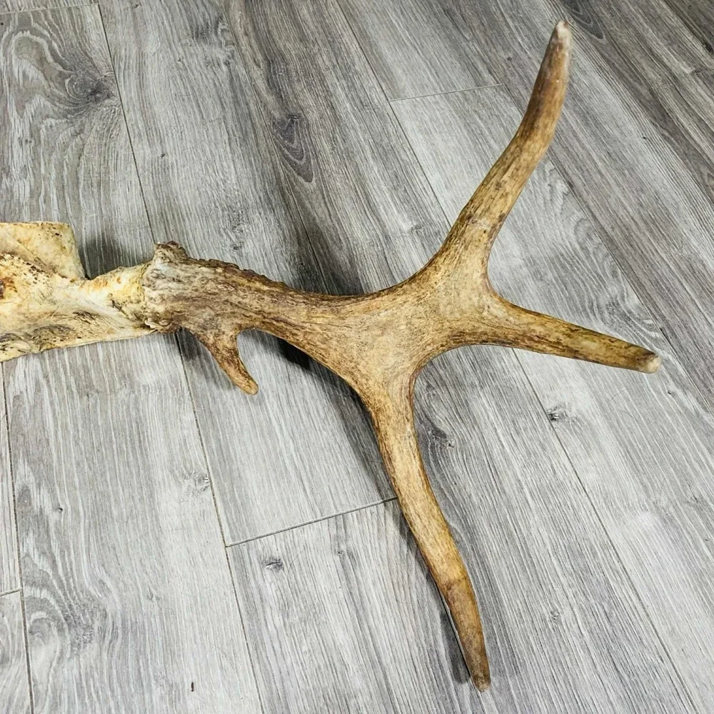 Naturally Shed Wild Moose Antler (Horn, Knife, Carving, Chew, Taxidermy) Full - Picture 7 of 10